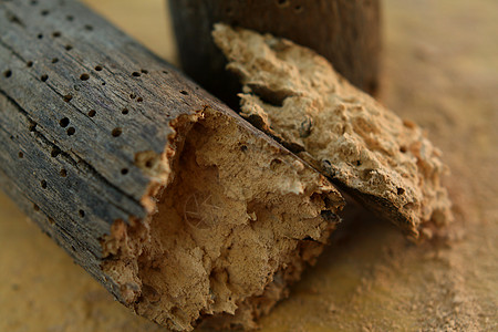 被木虫腐烂的废木块侵扰幼虫疾病害虫钻孔蛀虫洞穴甲虫衰变图片