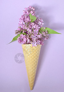 锥体结膜紫丁香阳光紫色太阳晶圆冰淇淋自由花束女士季节性图片