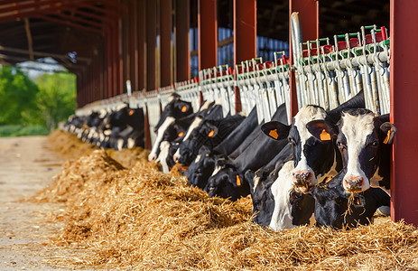 霍斯坦奶牛在牛奶生产农场里吃饭图片