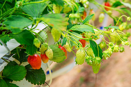 在绿屋种植的有机草莓植物浆果营养农场场地食物生物生产农业叶子糖浆图片