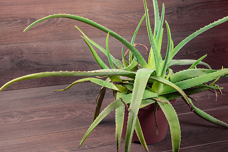 Aloe Vera 红色花瓶图片