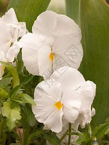 美丽的白花花头 在花园的树枝上露出高清图片