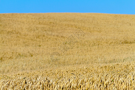 小麦田收成植物农场天空生长面包粮食谷物玉米太阳图片