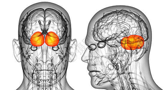 3D 提供人体脑脑医学插图的医学说明3d脑桥颅骨大脑脑壳嗅觉髓质垂体小脑解剖学图片