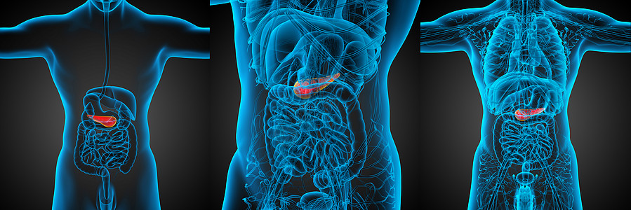 3d 医疗证明板条的插图渲染器官胰腺胆道膀胱胆囊胰脏3d图片