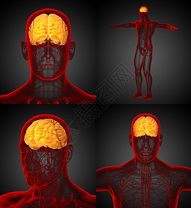 3D 提供脑部医学插图小脑垂体髓质大脑颅骨脑桥3d中脑嗅觉渲染图片