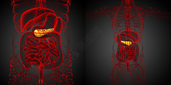 3d 医疗证明板条的插图胰脏膀胱渲染3d胰腺胆囊胆道器官背景图片