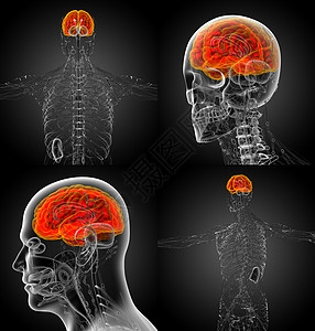 3D 提供脑部医学插图大脑嗅觉渲染颅骨小脑中脑脑桥髓质垂体3d图片