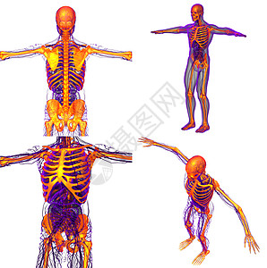 3d 为人体骨骼提供医学上的插图关节耐力渲染颅骨膝盖x光医疗骨科脊柱治疗图片