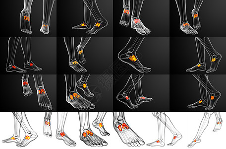 3d 提供医学上对中脚骨的插图长方体指骨3d骨骼楔形骨头舟状医疗跖骨文字图片