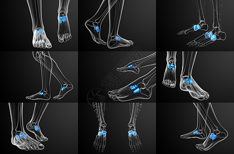 3d 提供医学上对中脚骨的插图文字长方体跗骨骨骼楔形舟状3d医疗指骨跖骨图片