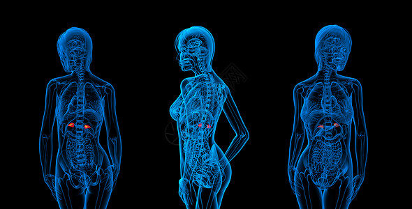 3d 提供肾上腺素医学插图髓质球藻医疗实质雄激素肾脏渲染器官3d内分泌图片