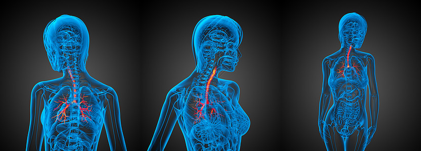 3D 医学上插图小麦的3D渲染健康医疗生理支气管裂片3d器官紫色气管背景图片