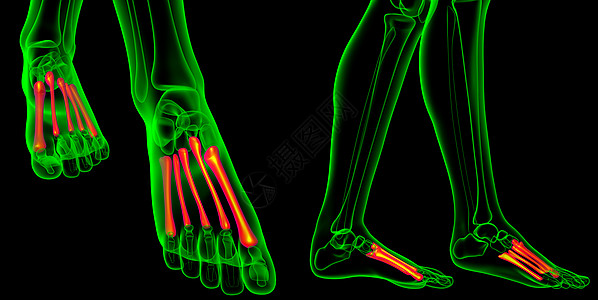 3 d 提供医疗证明 说明骨骼的蛋白质指骨骨头渲染科学生理3d跗骨跖骨图片
