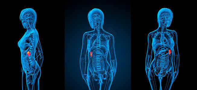 3d 提供脾脏的医疗插图生物学病人x光药品3d渲染解剖学诊断健康器官图片