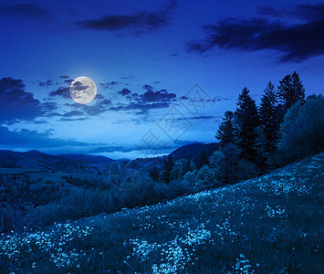 夜间山坡上山丘山谷附近的松树爬坡蓝色旅游森林行星季节环境植物天空农村图片