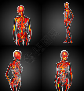 3D为人体骨骼提供医学插图骨头x光医疗治疗渲染骨科颅骨3d脊柱关节图片