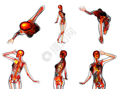 3D为人体骨骼提供医学插图渲染膝盖治疗骨科颅骨骨头医疗x光脊柱3d图片