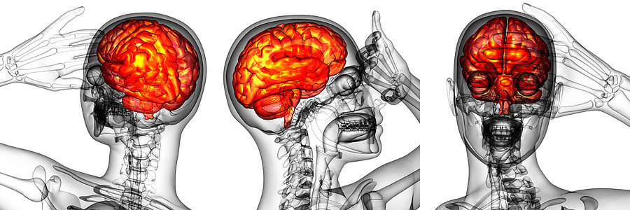 3d 提供人体大脑医学插图髓质3d颅骨中脑解剖学脑桥垂体嗅觉渲染医疗图片