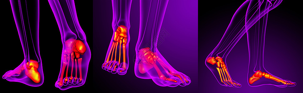 3d 为脚骨提供医学插图骨骼腓骨渲染胫骨3d脚趾骨头医疗灰色图片