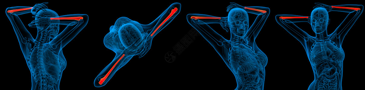 3d 提供人体骨骼的医学插图医疗手臂3d渲染半径肱骨图片
