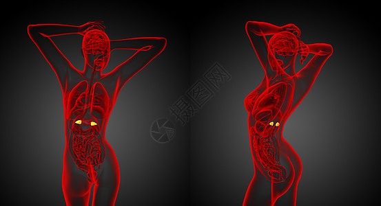 3d 提供人类肾上腺的医学说明内分泌器官雄激素网状肌荷尔蒙3d髓质渲染肾脏球藻图片