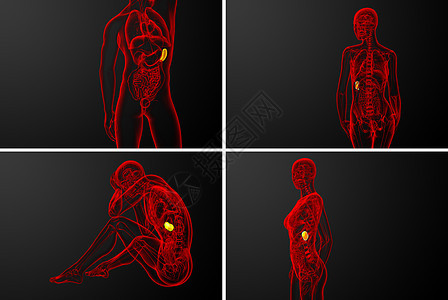 3d 提供脾脏的医疗插图渲染药品器官诊断x光病人生物学3d解剖学健康图片