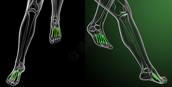 3 d 提供医疗证明 说明骨骼的蛋白质跖骨3d健康渲染解剖学跗骨骨头指骨科学图片