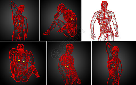 3d 提供脾脏的医疗插图器官x光药品3d解剖学病人健康生物学诊断渲染图片