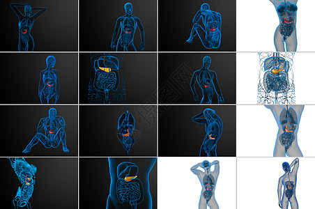 3 d 提供胆浆和胰腺的医学插图器官膀胱医疗渲染胆道胰脏胆囊3d图片