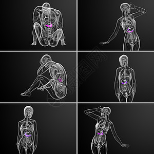 3 d 提供胆浆和胰腺的医学插图胰脏医疗3d胆囊渲染胆道膀胱器官图片