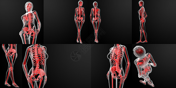 女性骨骼的3D变形插图x光医疗科学身体生理艺术品人体解剖学渲染图片