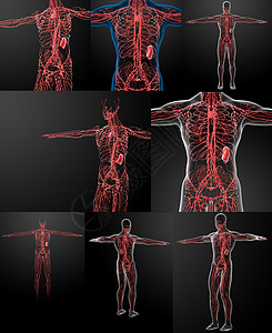 淋巴系统3D转化图片