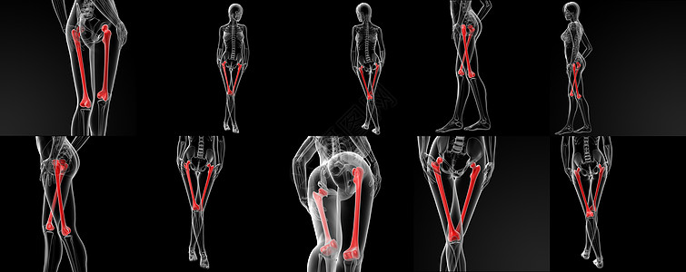 3D 显示股骨骨的插图肩胛骨男性3d肋骨锁骨胸骨椎骨女士坐骨髌骨图片
