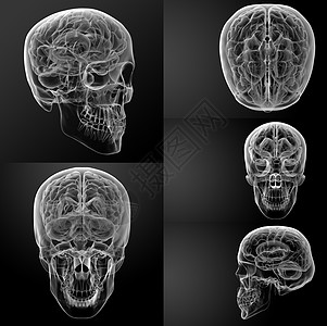 白头骨知识分子诊断射线骨骼蓝色x光药品心理想像力插图图片