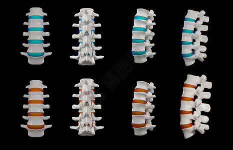 3d 已变换 - 黑色背景上的脊椎结构图片