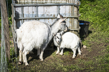 和母亲一起的山羊小孩农业妈妈家庭新生农场场地孩子农村哺乳动物牧场图片
