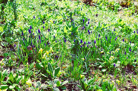 绿田中许多木薯花园艺生长植物群宏观花园季节草地蓝色紫色植物图片