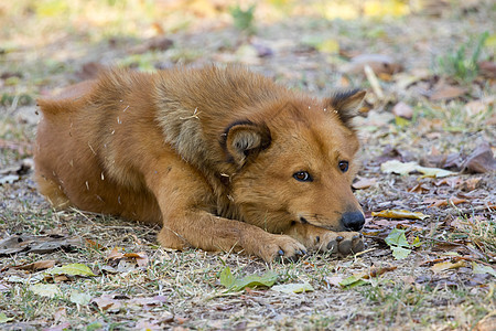 棕色狗在自然背景上的照片鼻子爪子家庭乐趣狐狸牙齿草地猎犬美丽宠物图片
