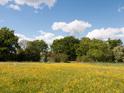 一个夏天的田地 外边的黄油和花朵 在数中图片