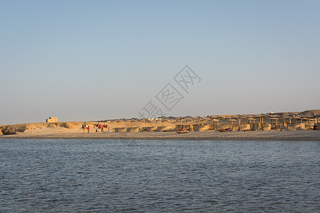 埃及海滩和绵羊图片