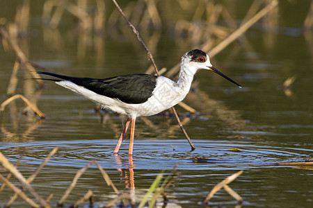鸟的黑翼尖塔图象正在寻找食物Himantopu环境荒野眼睛群众生活水池滨鸟动物沼泽涉水图片