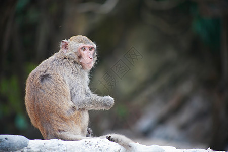一只野猴子旅行智力毛皮热带头发悲哀哺乳动物荒野思考动物图片