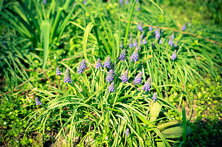 绿田中许多木薯花蓝色荒野杏仁季节生长宏观花瓣紫色公园草地图片