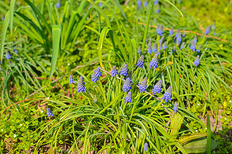 绿田中许多木薯花草地园艺蓝色植物群植物花园生长叶子花瓣荒野图片