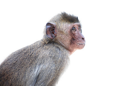 一只野猴子动物思维野生动物公园思考悲哀旅行动物园宠物热带图片