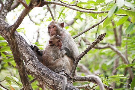 小猴子和母亲图片