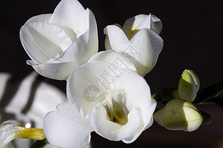 白色自由的白人密闭植物花园婚礼庆典植物群季节宏观绿色花束花瓣图片