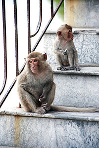 楼梯上的猴子图片