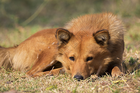 棕色狗在自然背景上的照片宠物草地狐狸牙齿女性爪子猎犬鼻子家庭乐趣图片
